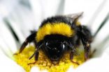 Managed honeybees linked to new diseases in wild bees 2