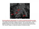 Managing specialized microbes to clean stubborn chemicals from the environment 3