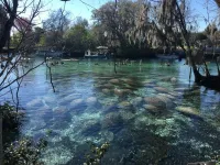 Manatees might be relatively recent arrivals to Florida, USF study finds