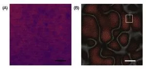 Manganese cathodes could boost lithium-ion batteries 2