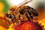 Manganese speeds up honey bees