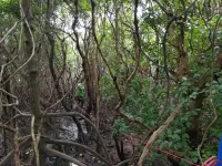 Mangrove forests store more carbon when theyre more diverse