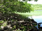 Mangroves protecting corals from climate change