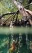 Mangroves protecting corals from climate change 2