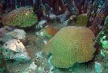 Mangroves protecting corals from climate change 3