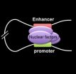 Manipulating chromatin loops to regulate genes may offer future treatments for blood diseases