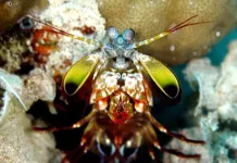 Mantis shrimp clubs filter sound to mitigate damage