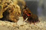 Mantis shrimp stronger than airplanes