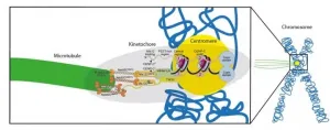 Manufacturing the core engine of cell division