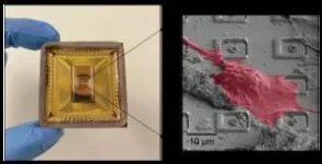 Mapping connections in a neuronal network 2