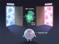 Mapping the development of infection-fighting immune cells 2