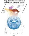 Mapping the development of infection-fighting immune cells 3