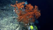 MARCO applauds fishery council move to protect deep sea corals 2