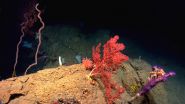 MARCO applauds fishery council move to protect deep sea corals 3