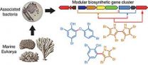 Marine bacteria are natural source of chemical fire retardants