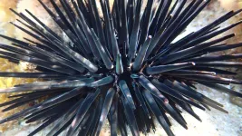 Marine heatwaves decimate sea urchins, molluscs and more at Rottnest