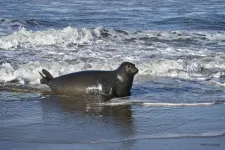 Marine mammal reproduction rests on a precarious tipping point of ocean resources