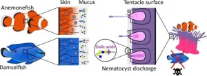 Marine mystery solved: How anemonefish avoid stings from their sea anemone hosts