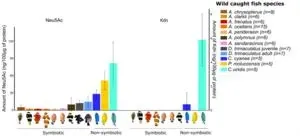 Marine mystery solved: How anemonefish avoid stings from their sea anemone hosts 2