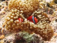 Marine mystery solved: How anemonefish avoid stings from their sea anemone hosts 3