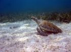 Marine Protected Areas are keeping turtles safe