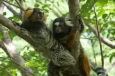 Marmoset monkeys eavesdrop and understand conversations between other marmosets