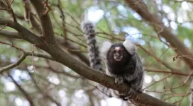 Marmoset monkeys have personalities too