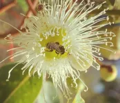 Marri trees a lifeline for many native bee species in biodiversity hotspot