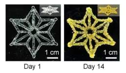 Marriage of synthetic biology and 3D printing produces programmable living materials