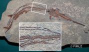 Mass extinction led to many new species of bony fish 2