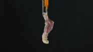 Mass. General team develops transplantable bioengineered forelimb in an animal model 3