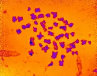 Mass of human chromosomes measured for the first time