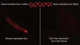 Match matters: The right combination of parents can turn a gene off indefinitely