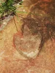 Matching dinosaur footprints found on opposite sides of the Atlantic Ocean 2