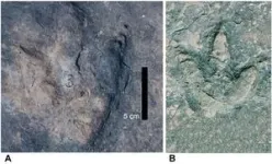 Matching dinosaur footprints found on opposite sides of the Atlantic Ocean 3