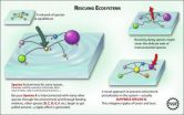 Mathematical model could help predict and prevent future extinctions