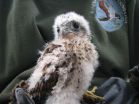 Mauritius kestrels show long-term legacy of man-made habitat change 2