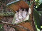 Mauritius kestrels show long-term legacy of man-made habitat change 3