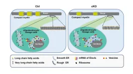 Mea6 deficiency in oligodendrocytes affects white matter formation in the brain