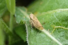 Meadow Spittlebug’s record-breaking diet also makes it top disease carrier for plants