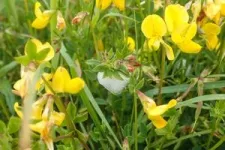 Meadow Spittlebug’s record-breaking diet also makes it top disease carrier for plants 2