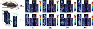 Measuring the elimination of plastic particles from the body in mice