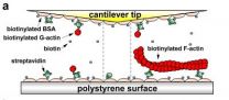 Mechanical forces play key role in assembly and disassembly of an essential cell protein