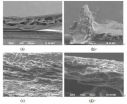 Mechanical properties and microstructure of cranial and beak bones of the woodpecker and the lark