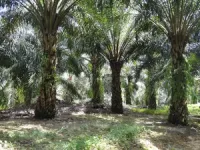 Mechanical weeding promotes ecosystem functions and profit in industrial oil palm 2