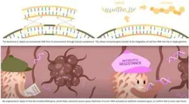 Mechanism underlying bacterial resistance to the antibiotic albicidin revealed 2