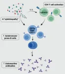 Mechanisms underlying autoimmunity in Down syndrome revealed