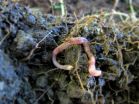 Mediterranean earthworm species found thriving in Ireland as global temperatures rise