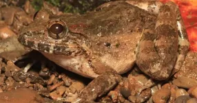 Meet the freaky fanged frog from the Philippines