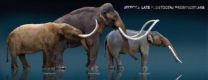 Meet the gomphothere: UA archaeologist involved in discovery of bones of elephant ancestor 3